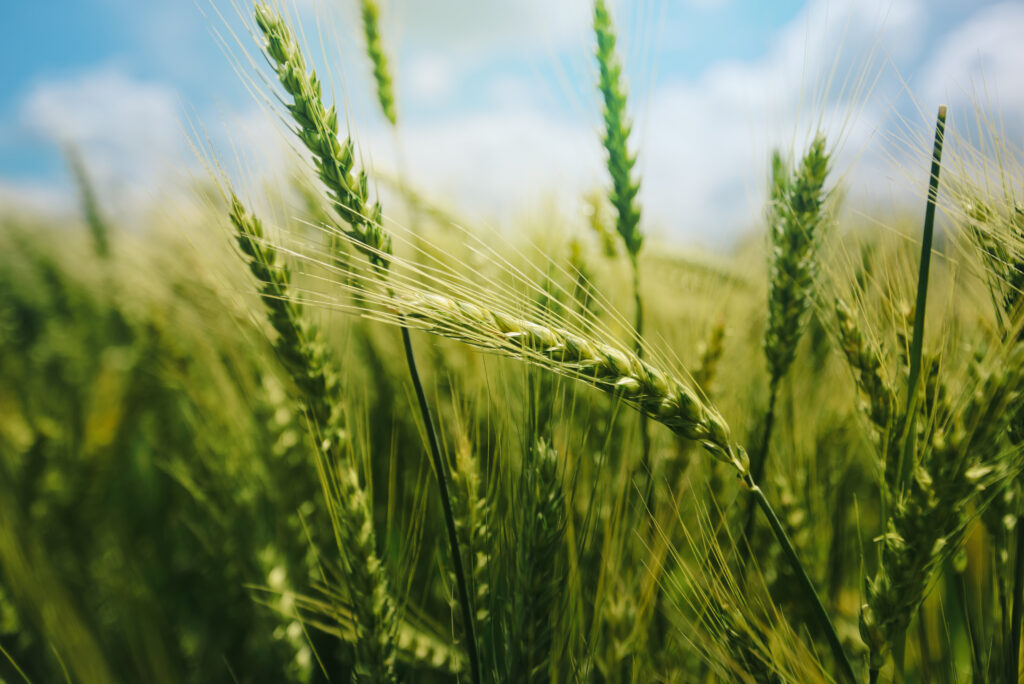Green wheat field under a blue sky, representing agricultural applications of future engine technologies